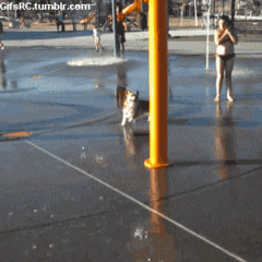 water park dog gif