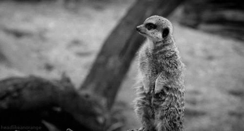 black and white animated GIF 