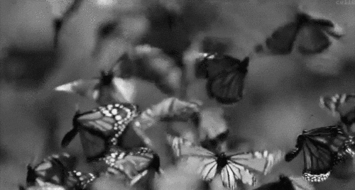 Kelebek Gifleri, Kelebek Resimleri