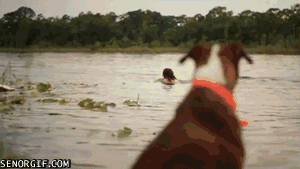 dog (4269) Animated Gif on Giphy