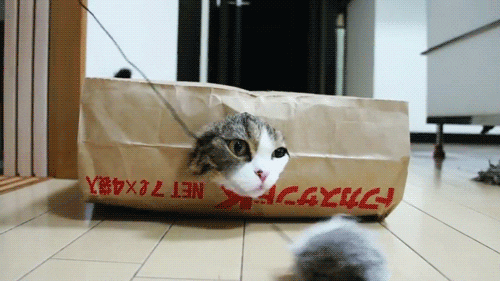 可愛紙箱貓~