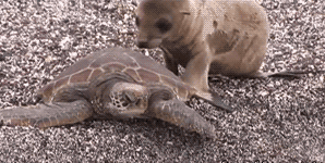 animal friendship animated GIF 