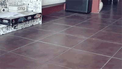 giphy.gif