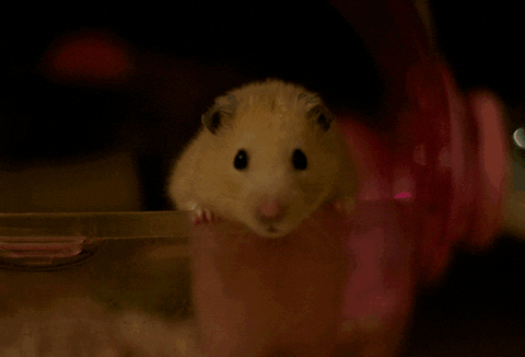 animation hamster japan bhzln animation hamster japan bhzln