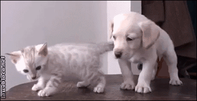 Cute kitten and puppy