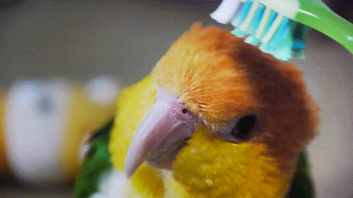 parrot animated GIF 
