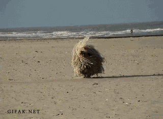 hairy dog on beach gif