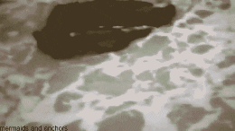 giphy.gif