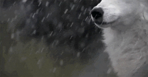 snow wolf animated gif