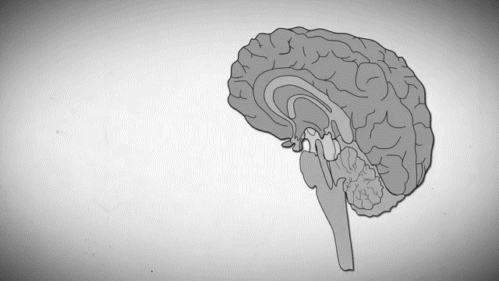 brain (189) Animated Gif on Giphy