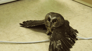 Owl GIF - Find & Share on GIPHY
