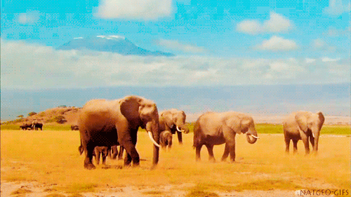 elephant animated GIF