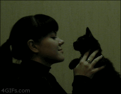 cat (10130) Animated Gif on Giphy