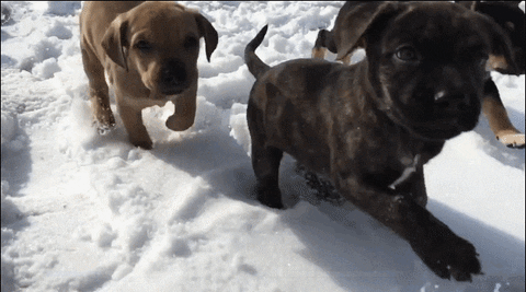 Snow Puppies GIF - Find & Share on GIPHY