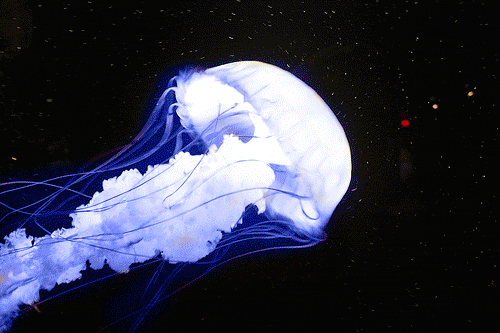 art & design jellyfish animated GIF