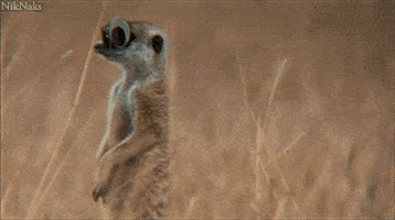  Animated Gif on Giphy