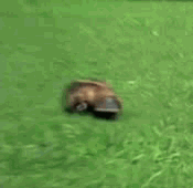 Platypus GIF - Find & Share on GIPHY