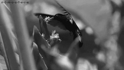black and white animated GIF 
