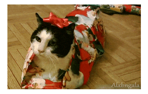 Cat in wrapping paper