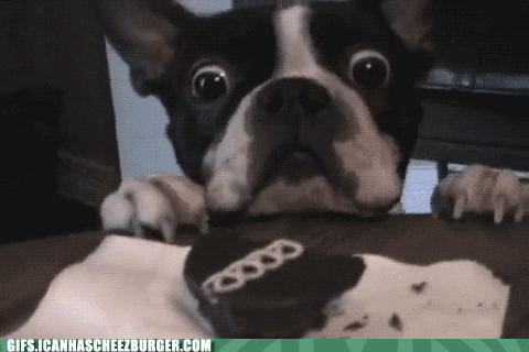 gif shortener shorten dog animated gif dimensions: 480x320 siz