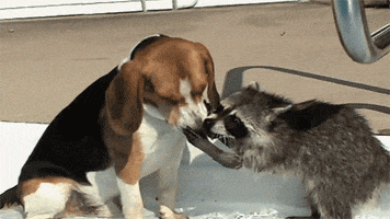  Animated Gif on Giphy