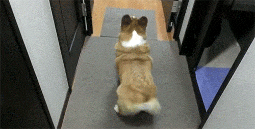 Wagging GIFs on Giphy