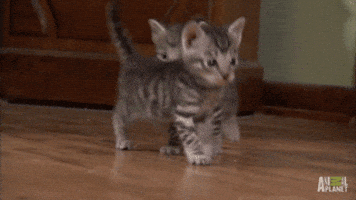 Kittens GIFs Find Share On GIPHY