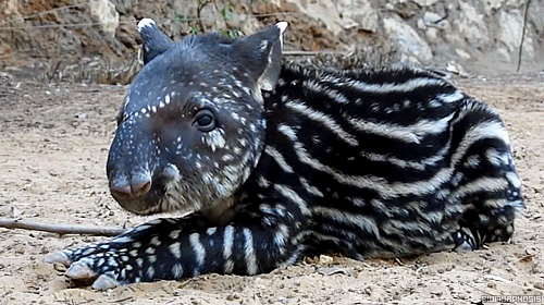animals nature wildlife tapir baby tapir animated GIF