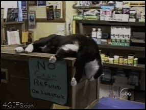 cat animated GIF