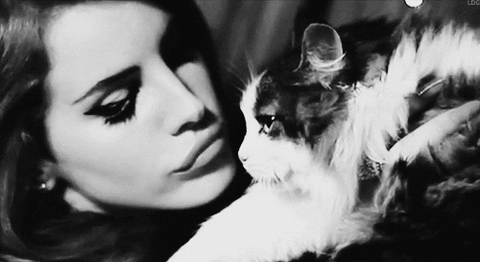 cat (11673) Animated Gif on Giphy