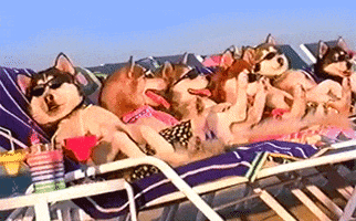  Animated Gif on Giphy