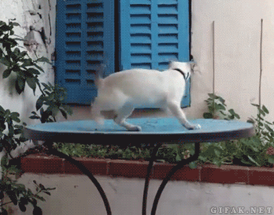 giphy.gif