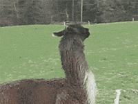 200w.gif