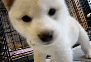 Animated Gif on Giphy