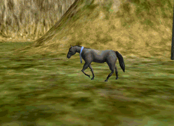 horse animated GIF