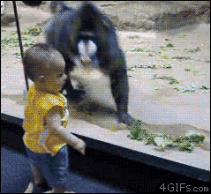 Funniest Gifs In The World, According To Reddit