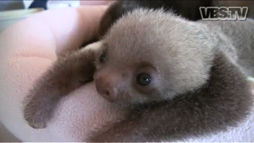 Reasons Sloths are the Best