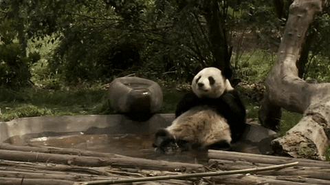 linkimal panda