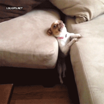 dog stuck between cushions