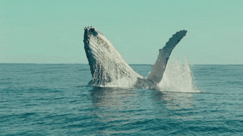 blue whale breaching 