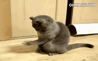 cat animated gif