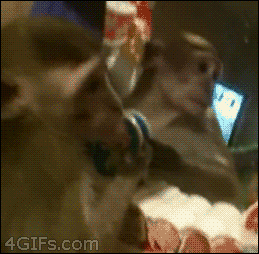 monkey animated GIF 