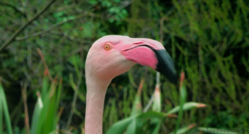 flamingo clipart gif