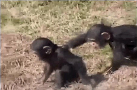 Monkey Fall Gifs Find Share On Giphy