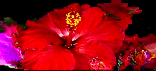 giphy.gif