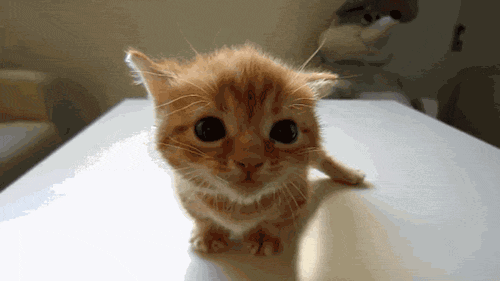 animals kitten scared cry meow counter miau animated GIF