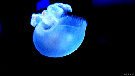 jellyfish psychedelia illumination animated GIF