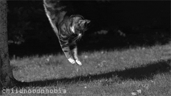cat (7494) Animated Gif on Giphy