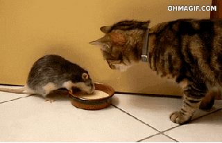 cat and rat sharing food bowl
