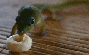 gecko animated GIF 